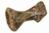 Hadrosaur (Edmontosaurus) Metatarsal - South Dakota #113127-2